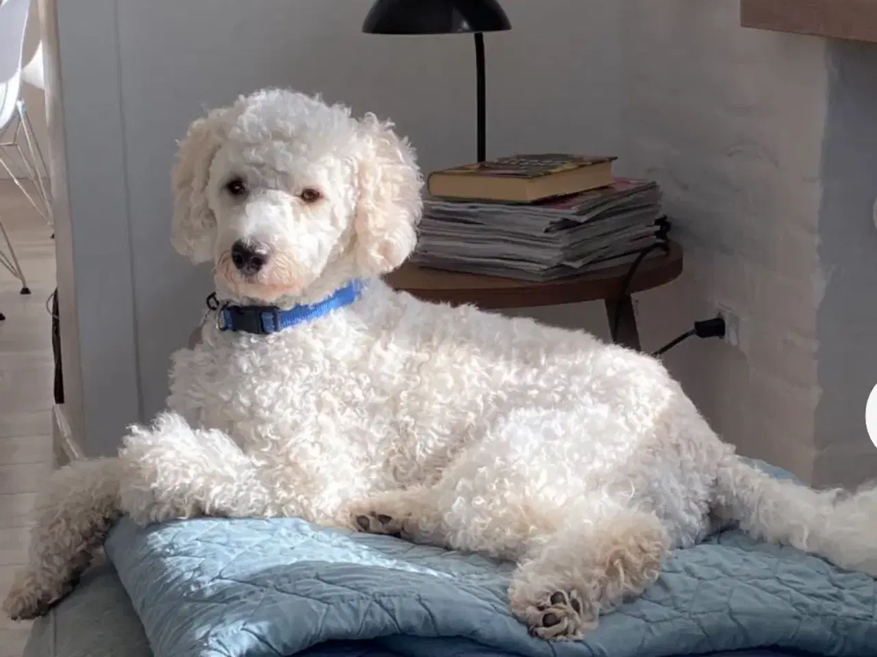 Billede 2 - Cockapoo hvalpe klar til sommerferien