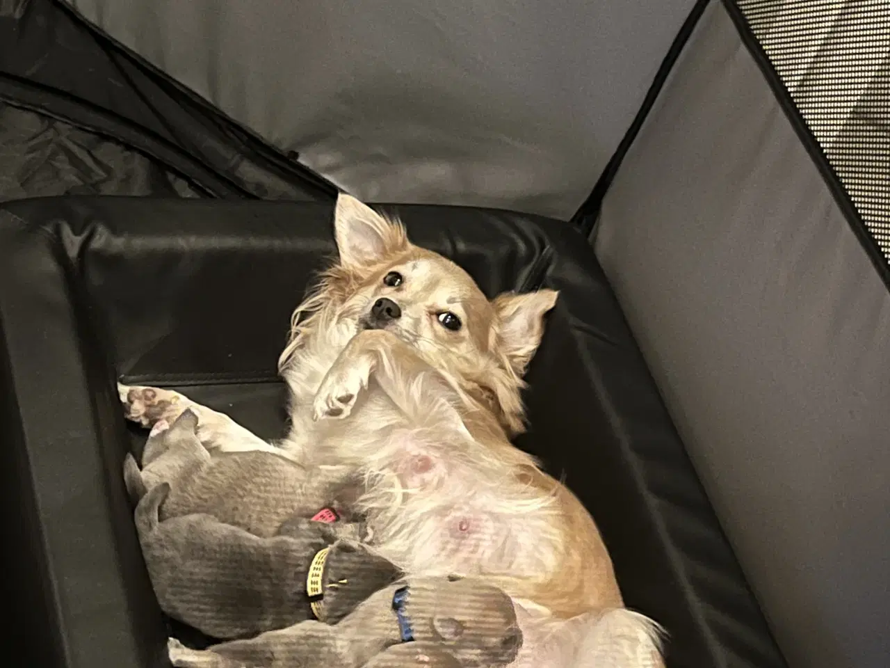 Billede 7 - Kærlighed og Charme: Skønne Pomchi-Hvalpe