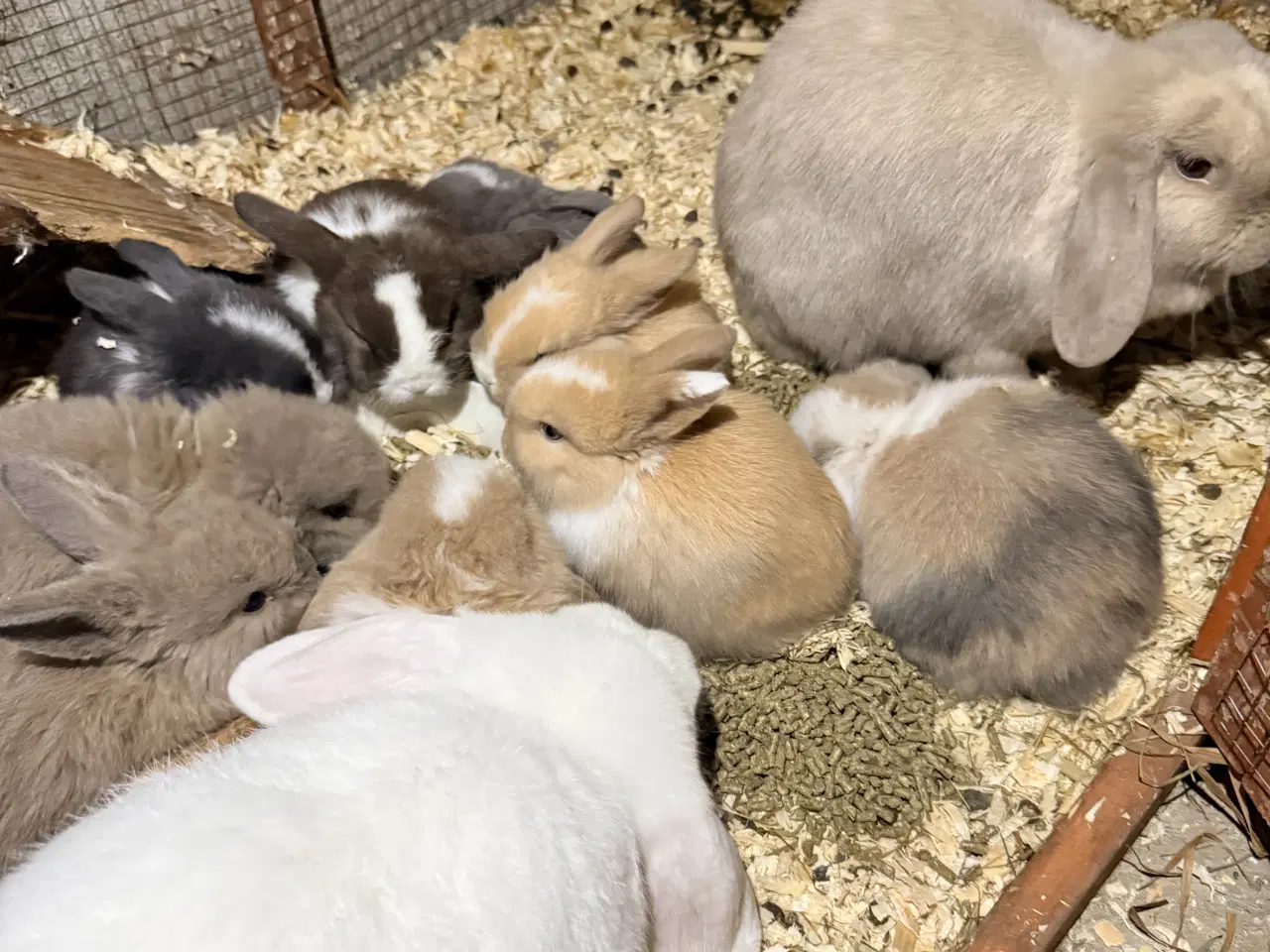 Billede 10 - Minilop kaninunger 
