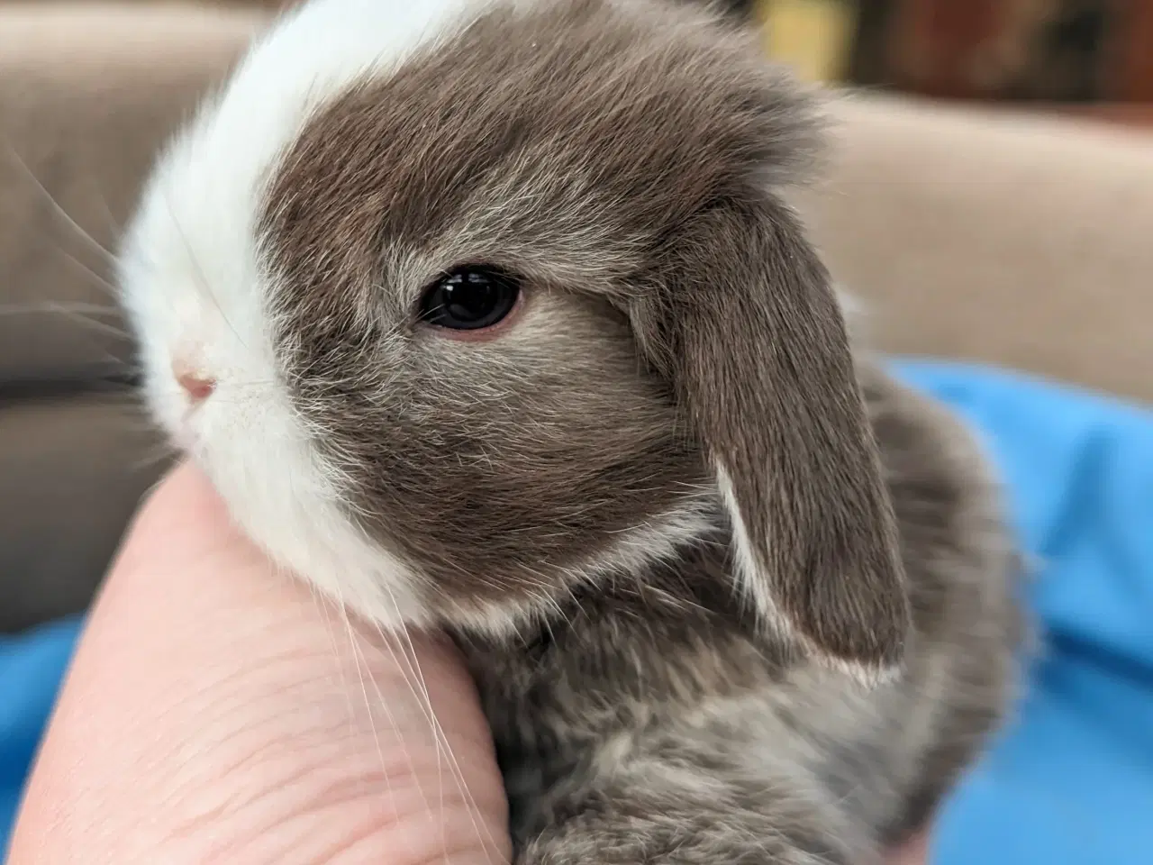 Billede 4 - Minilop kaninunge sælges