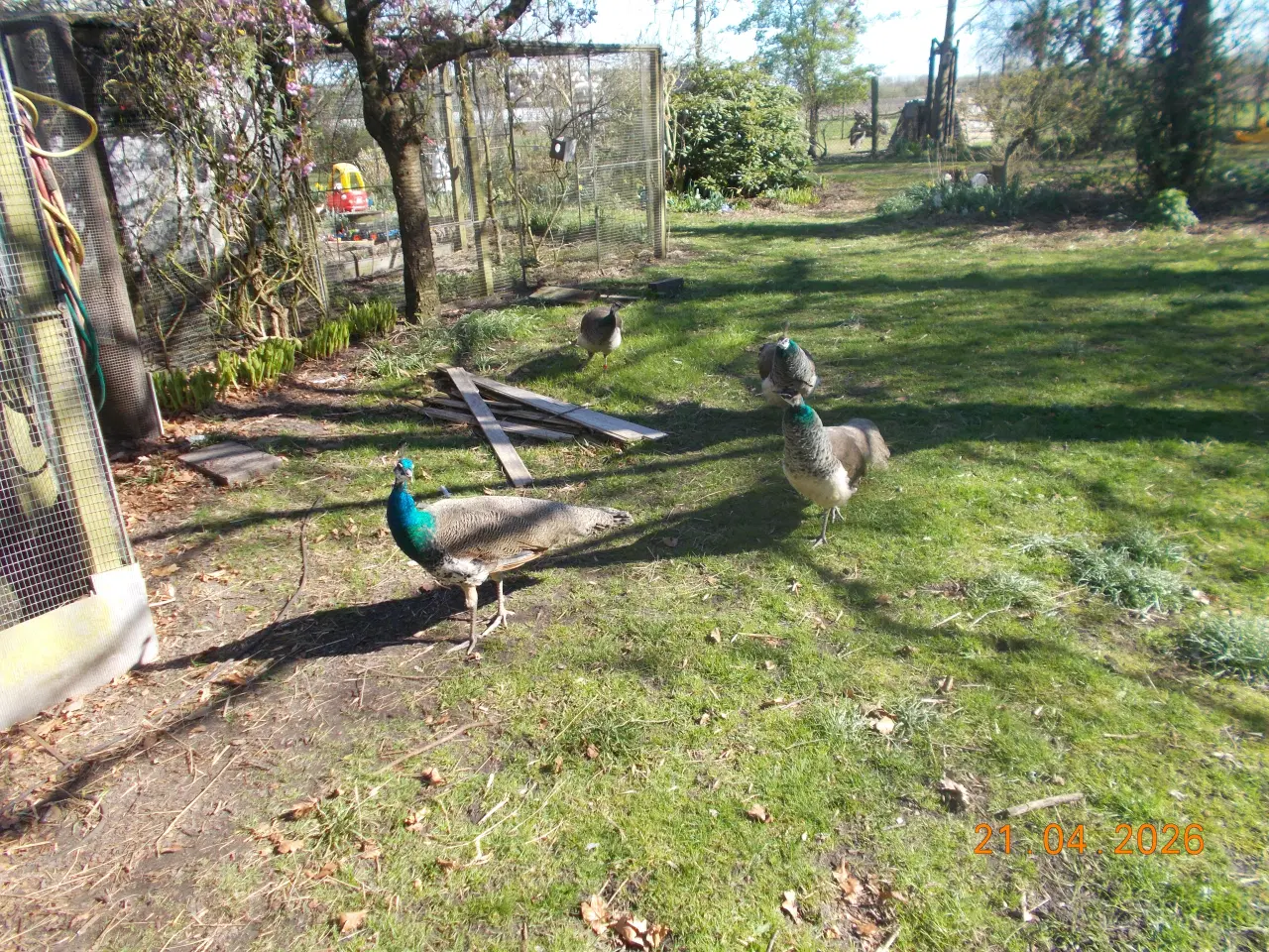 Billede 1 - påfugle