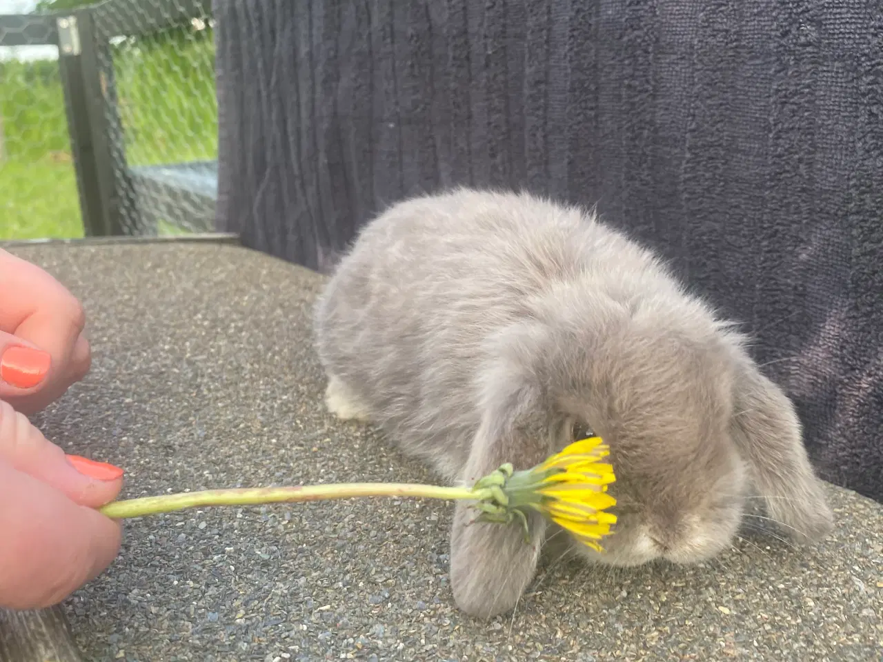 Billede 4 - Mini lop kaninunge dreng 
