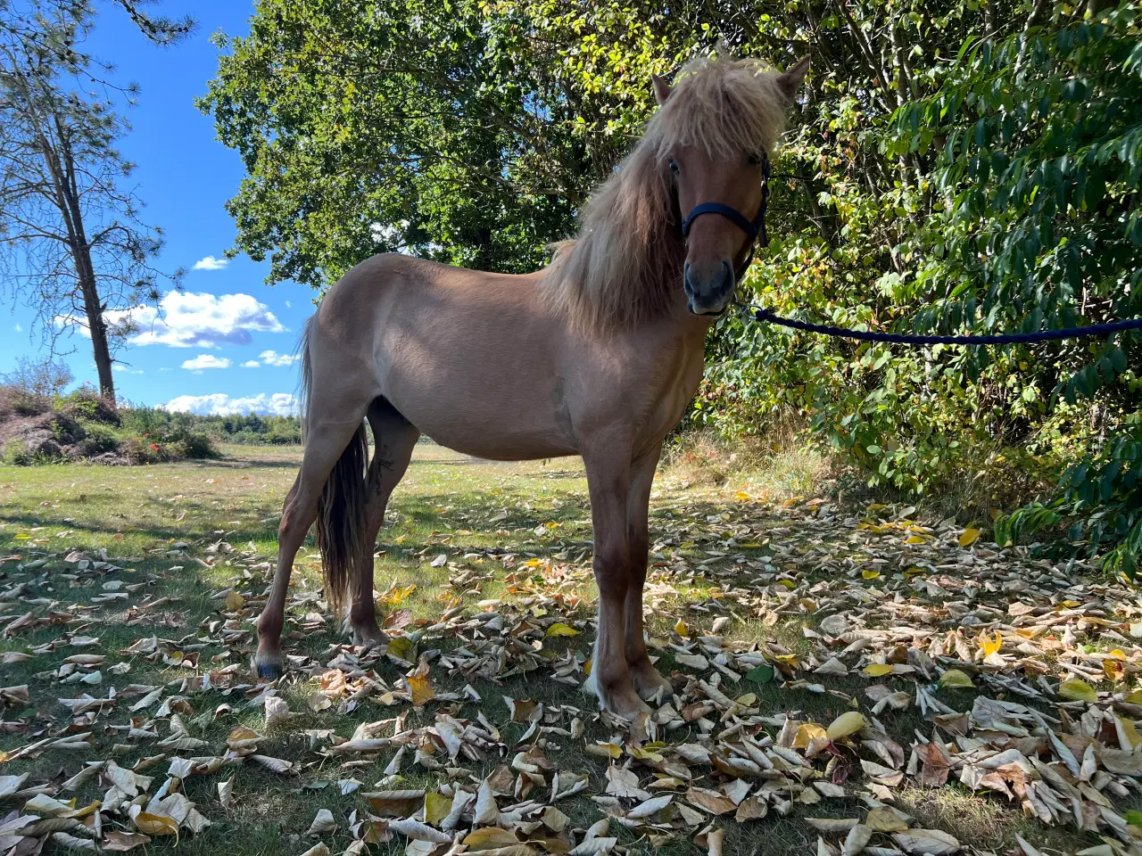 Billede 1 - Skønne Solfagur 