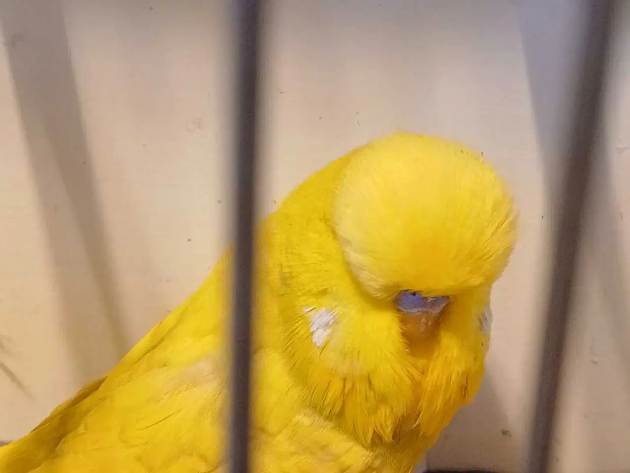 Billede 7 - Engelsk undulat han 