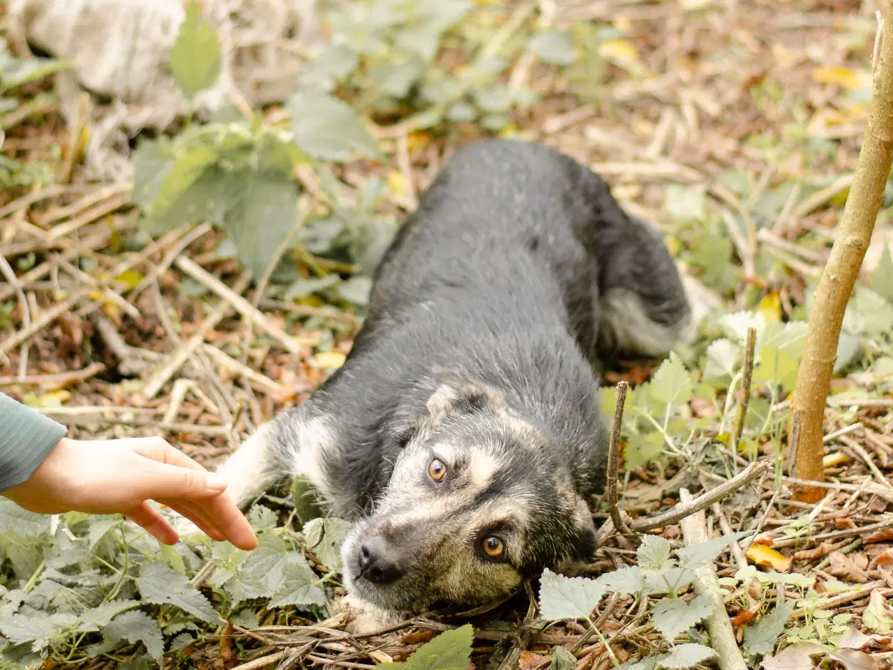 Billede 9 - Skønneste Mona søger sit helt eget hjem