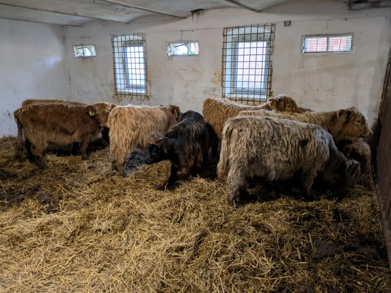 Billede 3 - Skotsk højlandskvæg til salg – 8 stk.