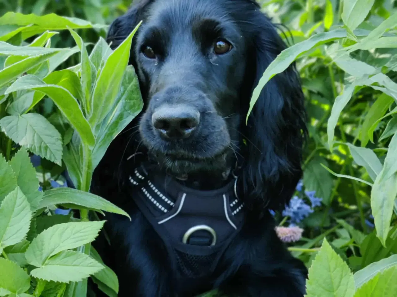 Billede 10 - Cockapoo hvalpe F1