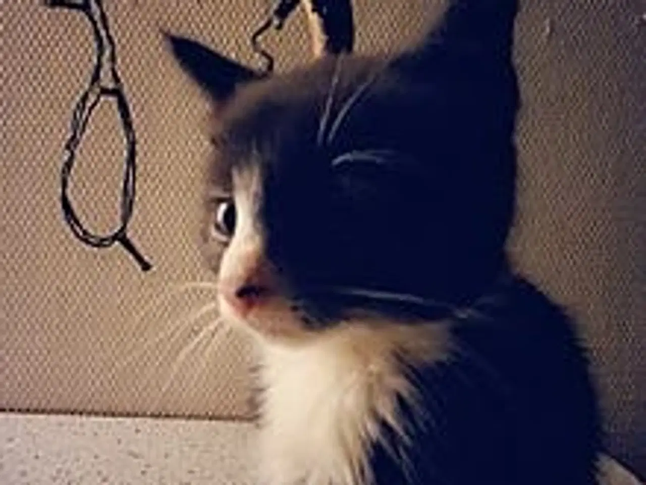 Billede 6 - Dværgkatkillinger.