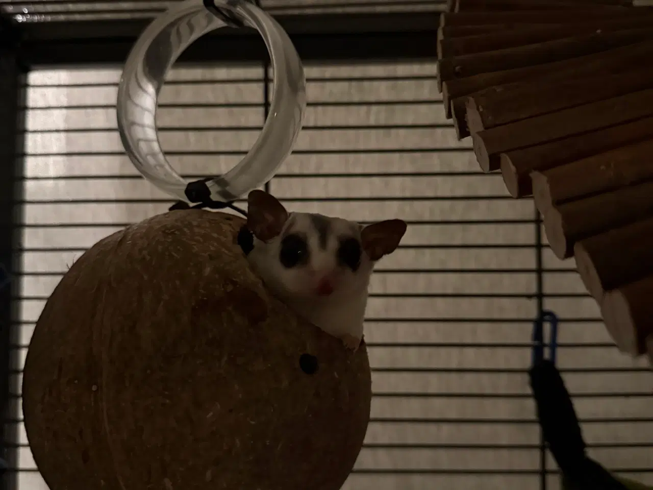 Billede 1 - Sugar glider + bur sælges