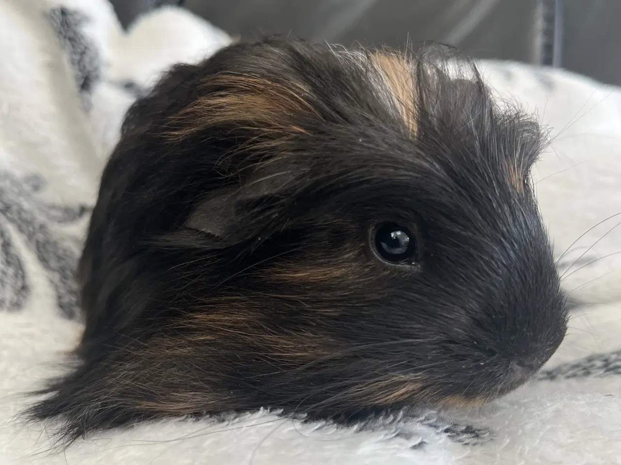 Billede 2 - Marsvin, han