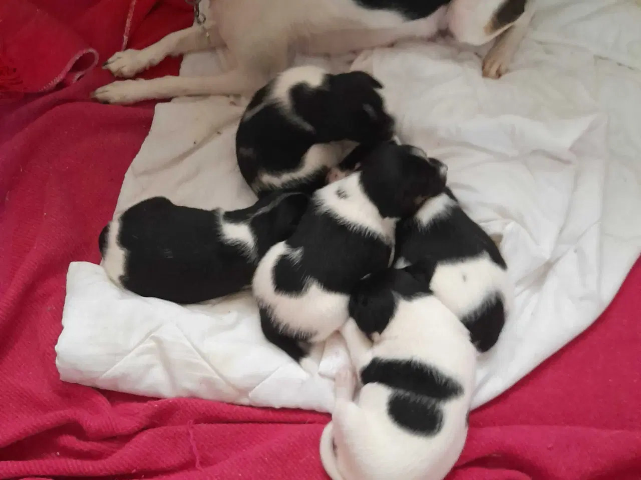 Billede 1 - Dansk svensk gårdhund 