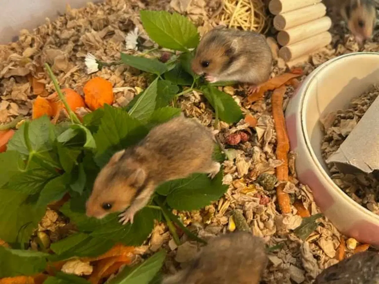 Billede 1 - Guldhamster 