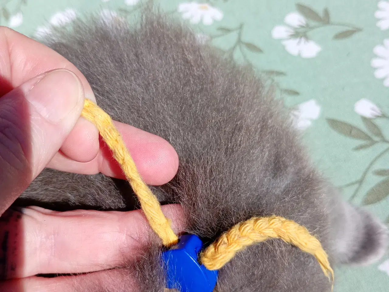 Billede 2 - British Longhair dreng