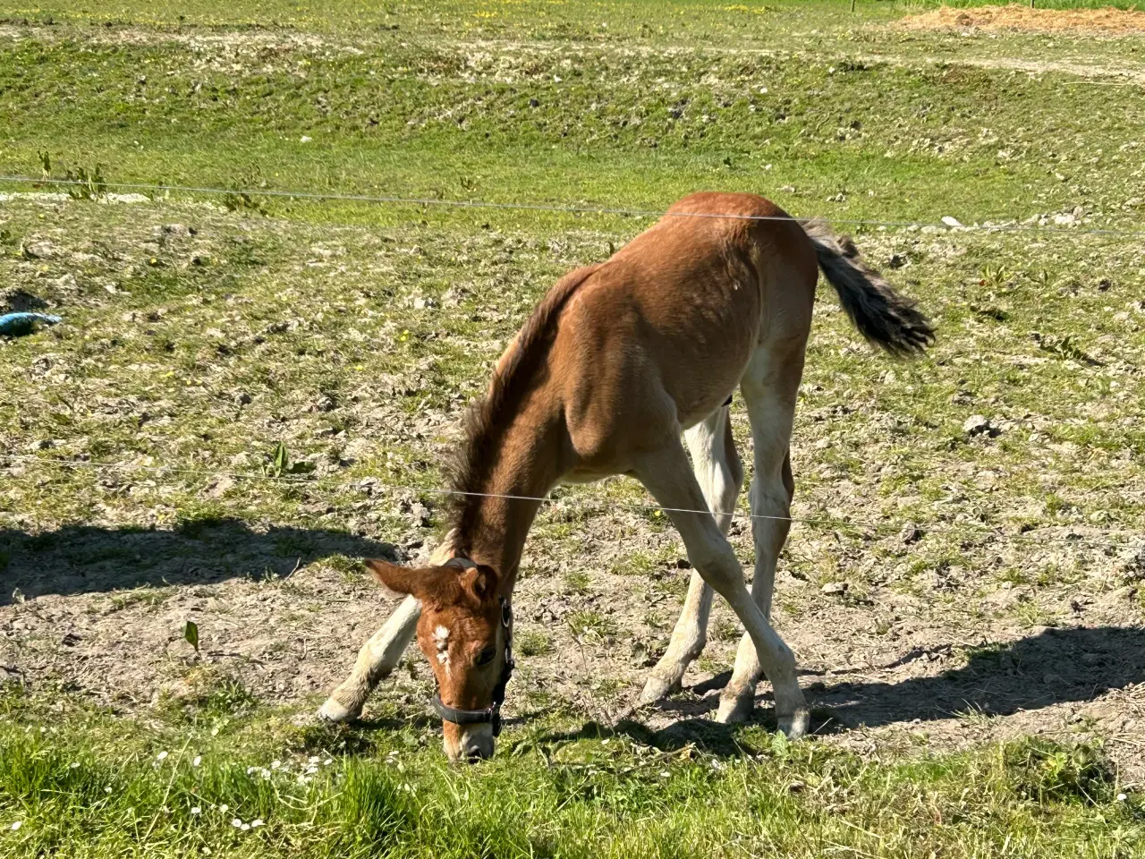 Billede 6 - Hingsteplag