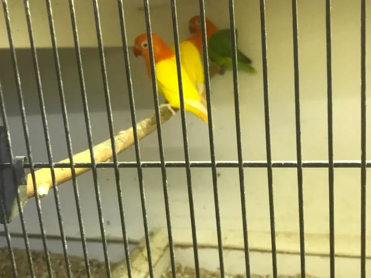 Billede 1 - rødhovedet dværgpapegøjer