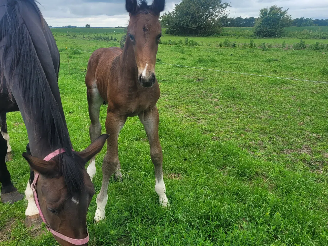 Billede 4 - Oldenborg krydsning s hingst 