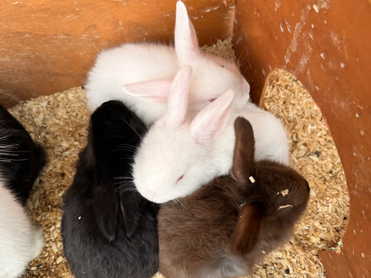 Billede 1 - Kaniner til salg