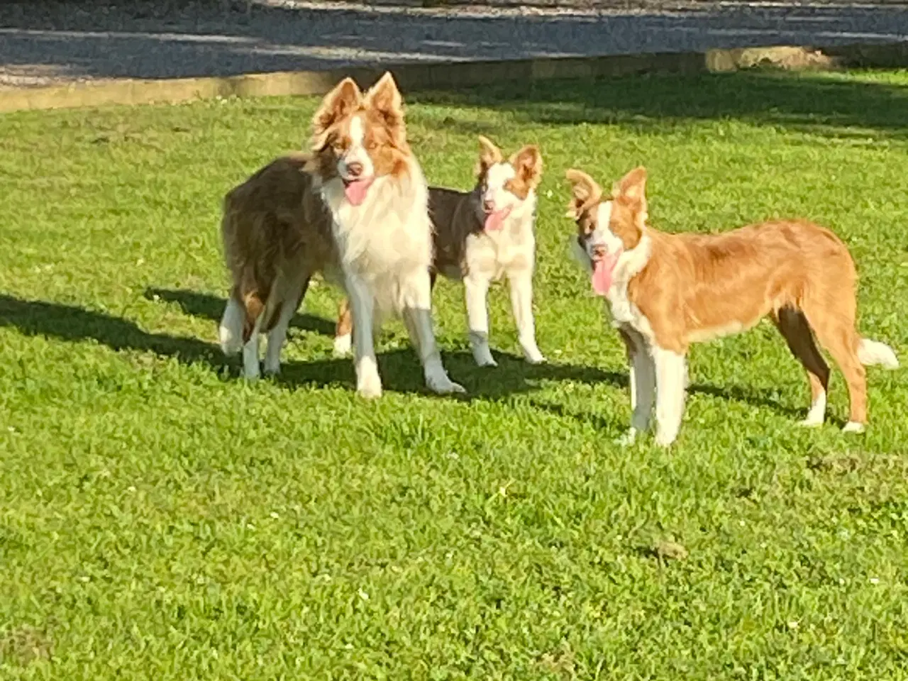 Billede 1 - Border collie