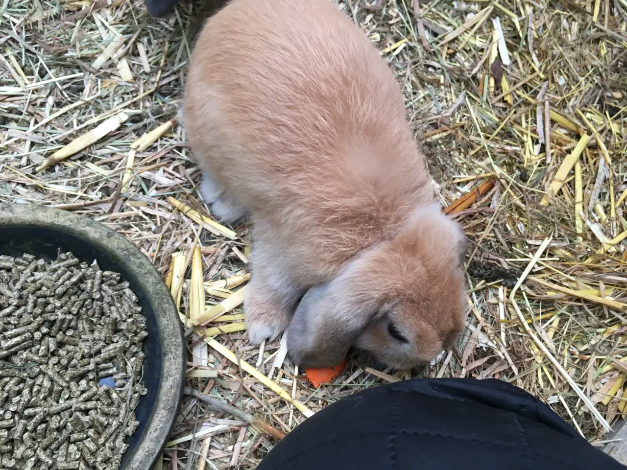 Billede 5 - Emil søger et kærligt hjem