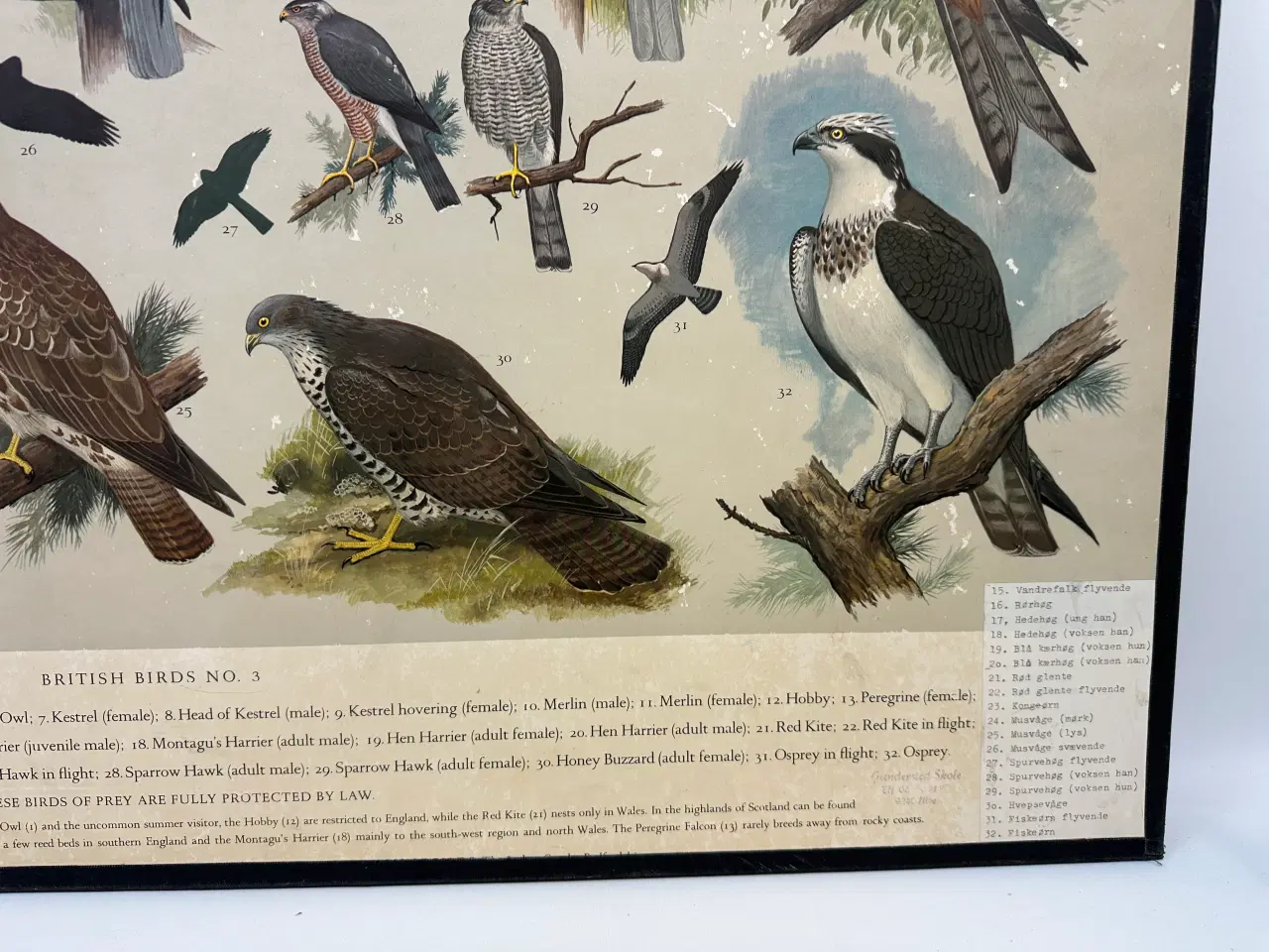 Billede 6 - Vintage skoleplanche (Ugler og rovfugle)