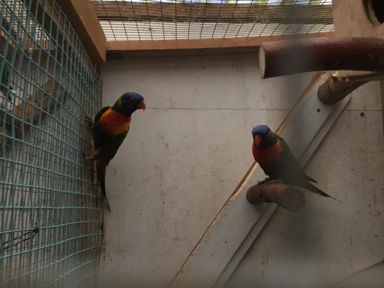 Billede 1 - Spuvepapagøjer