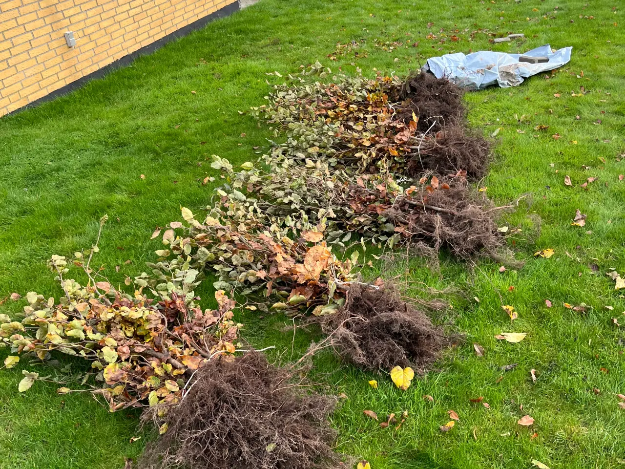 Billede 1 - Bøgehækkeplanter