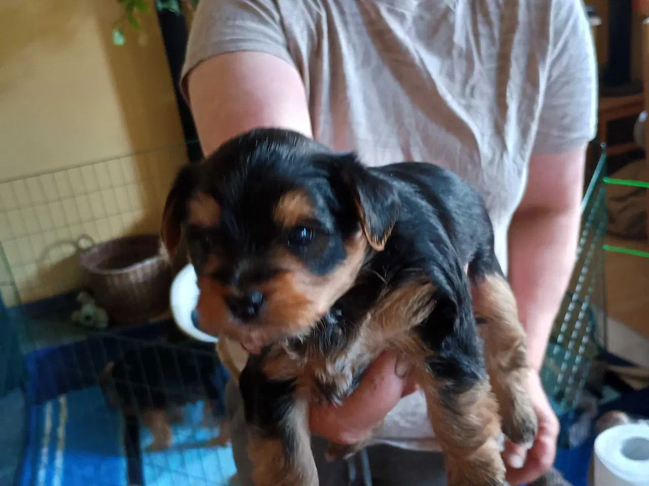 Billede 4 - Yorkshire Terrier hvalpe 