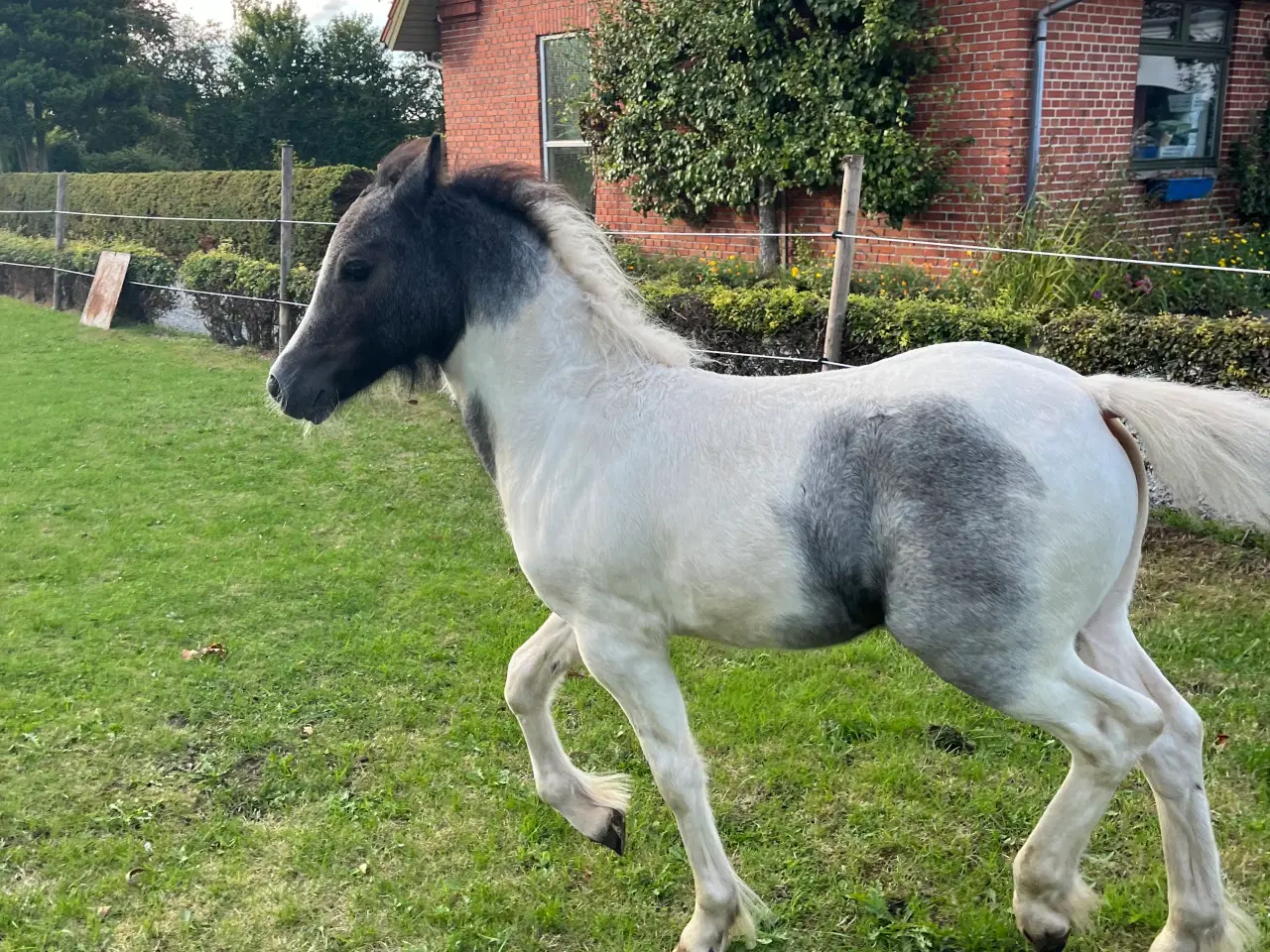 Billede 4 - Welsh WPBR, Harlequin