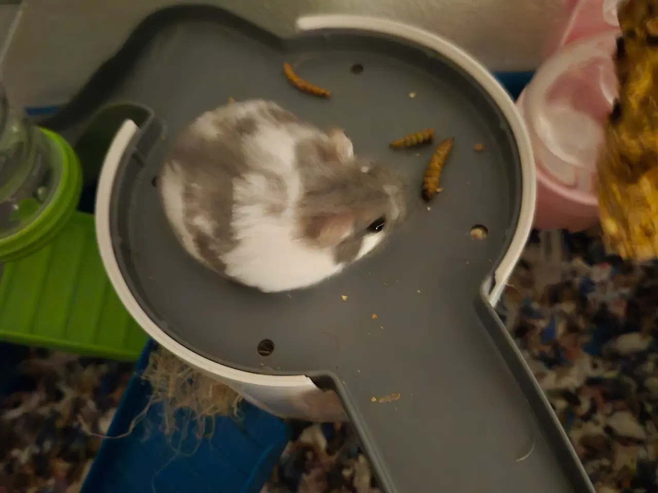 Billede 7 - Søde dværghamstere søger nyt hjem