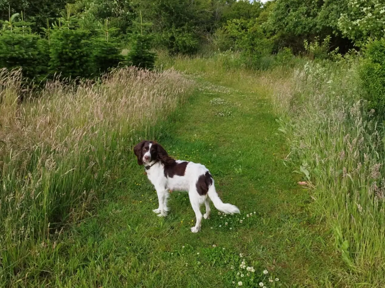 Billede 4 - FT Springer Spaniel hvalpe 
