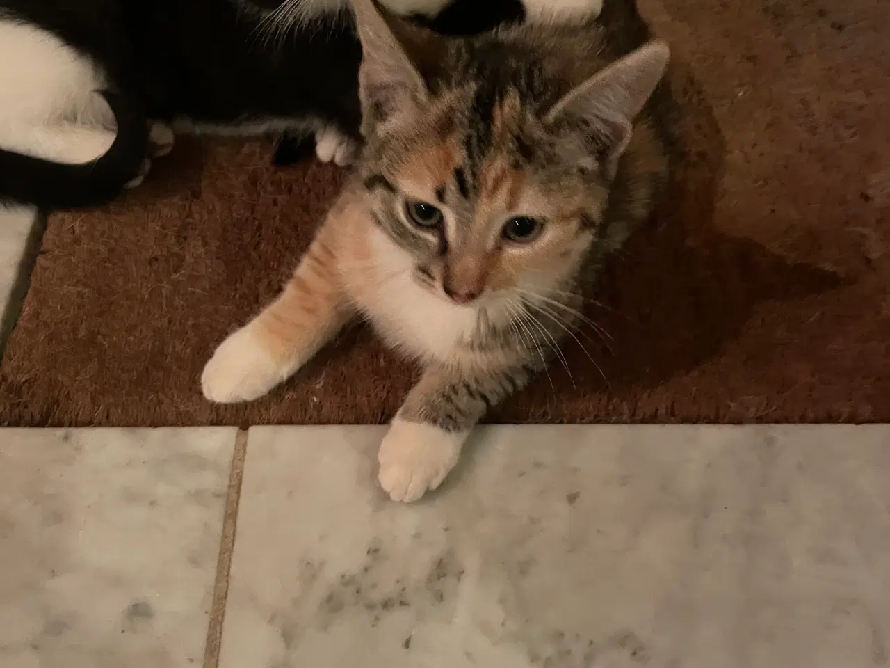 Billede 4 - Killinger