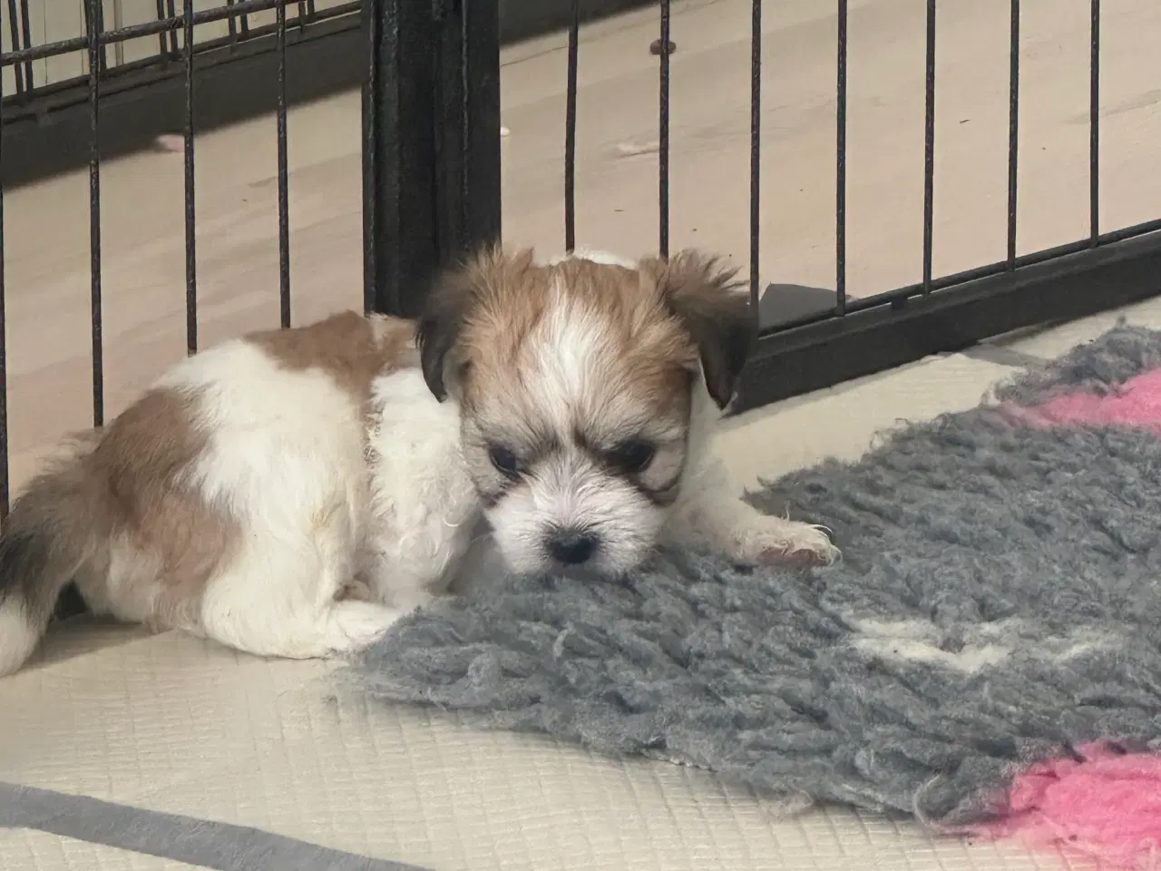Billede 4 - Carla - Lhasa apso