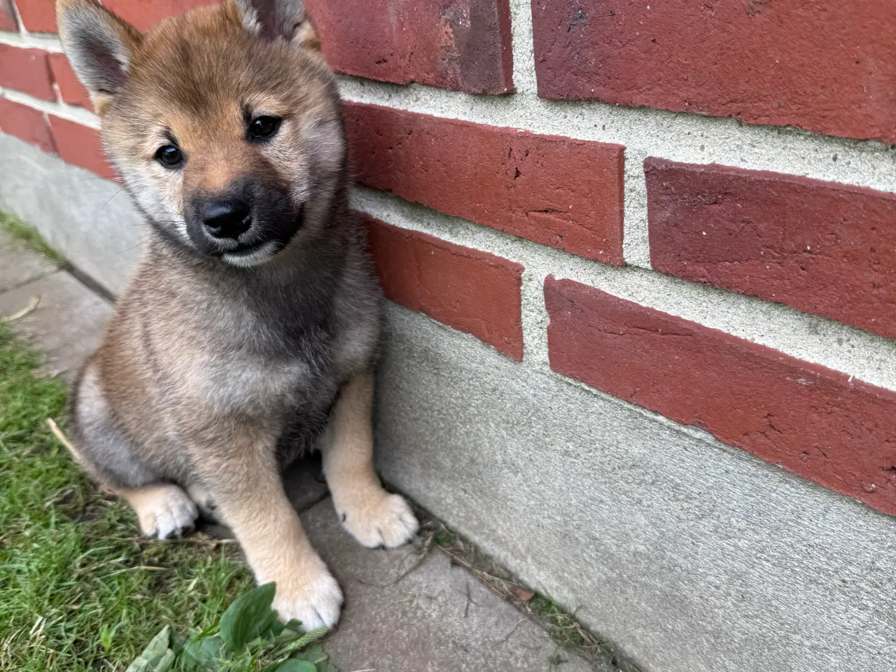 Billede 8 - Shiba inu hvalpe