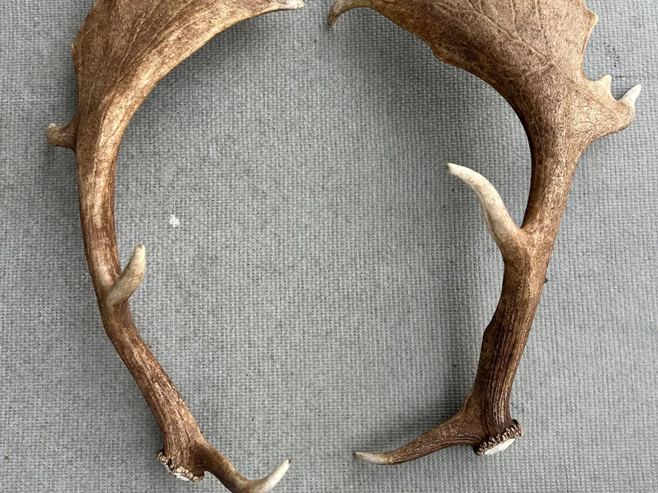 Billede 2 - Store flotte kastestænger fra dåhjorte sælges