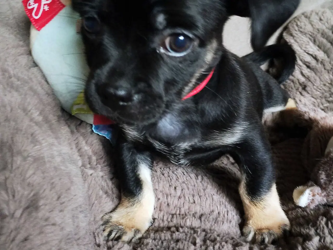 Billede 6 - Dejlige små race blandings hvalpe