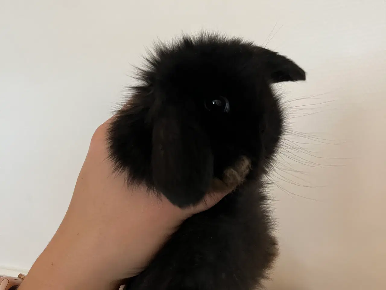 Billede 3 - 5 minilop unger på 8 uger