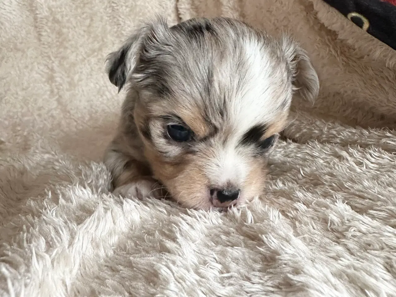 Billede 1 - Chihuahua