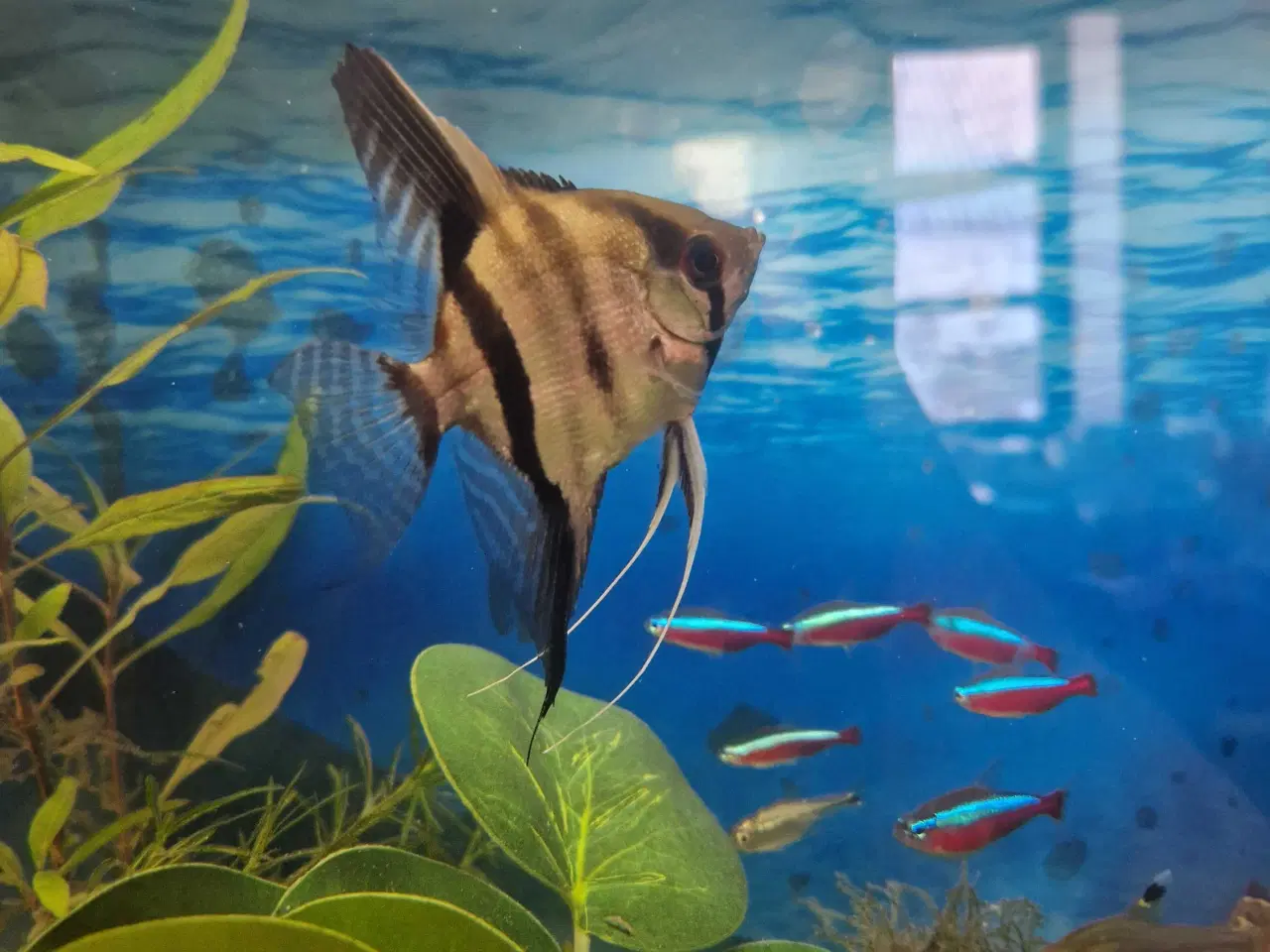 Billede 3 - Scarlare