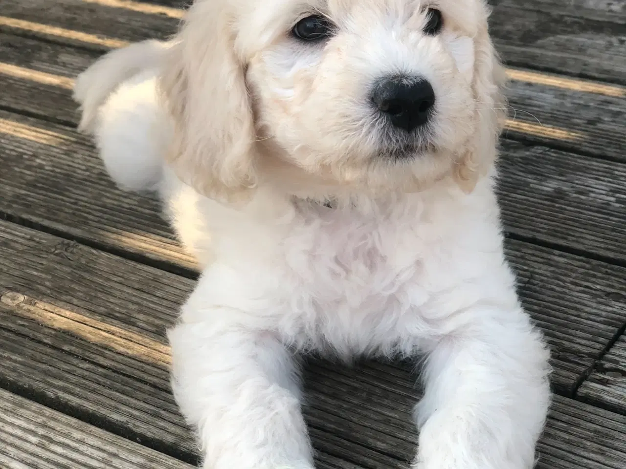 Billede 5 - Super flot Goldendoodle F1B Dreng