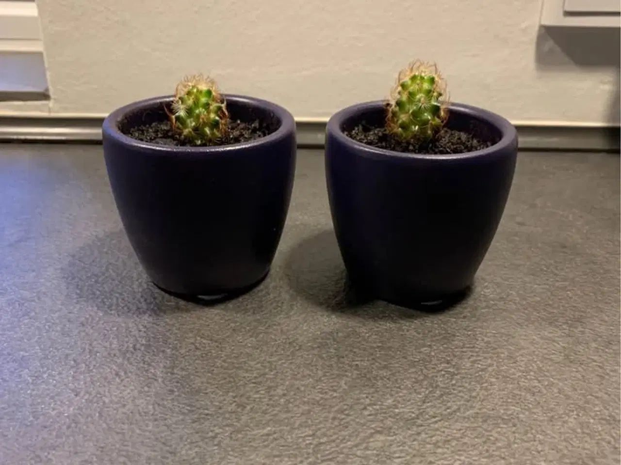 Billede 2 - Kaktus i urtepotte