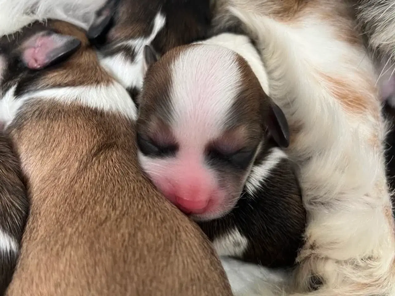 Billede 6 - Shih Tzu blanding