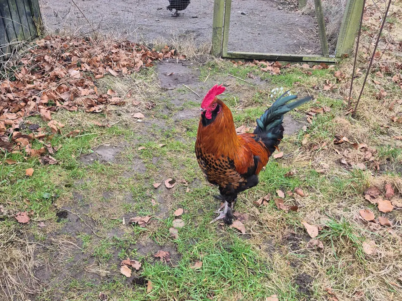 Billede 3 - Hane bortgives