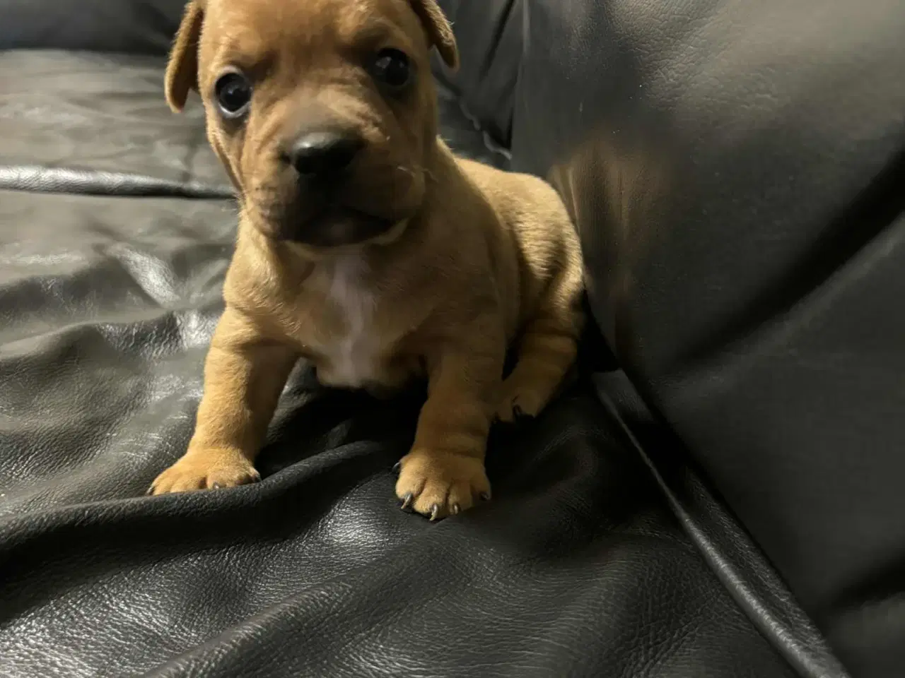 Billede 4 - D/s gårdhund- Fransk Bulldog