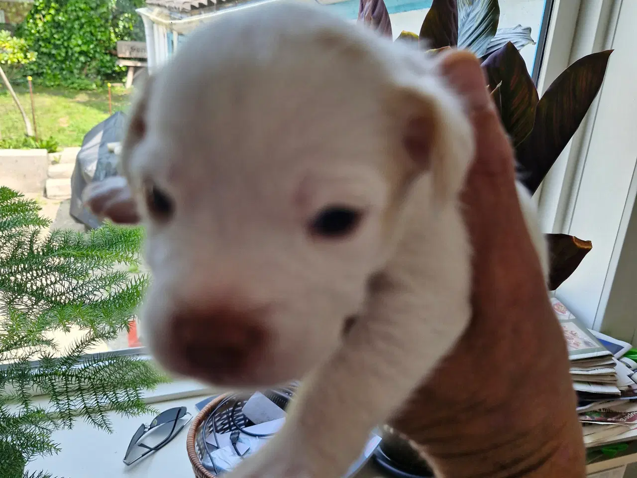 Billede 10 - Dansk svensk gårdhunde hvalpe 