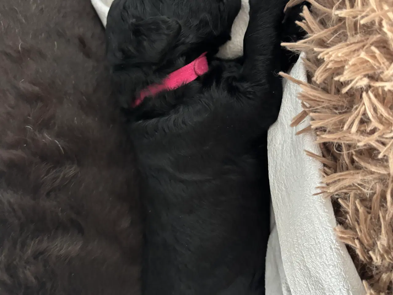 Billede 5 - Labradoodle goldendoodle doodle hvalpe 