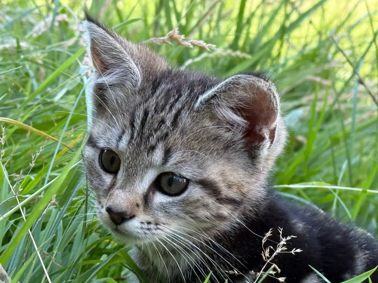 Billede 1 - Kattekillinger - huskatte