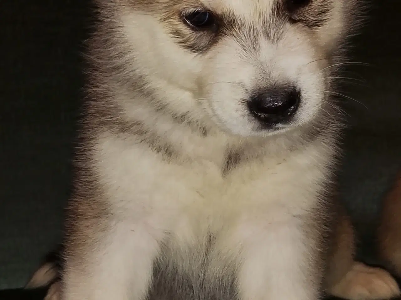 Billede 7 - Alaskan m - tjekkiske ulveh.- chow chow - husky