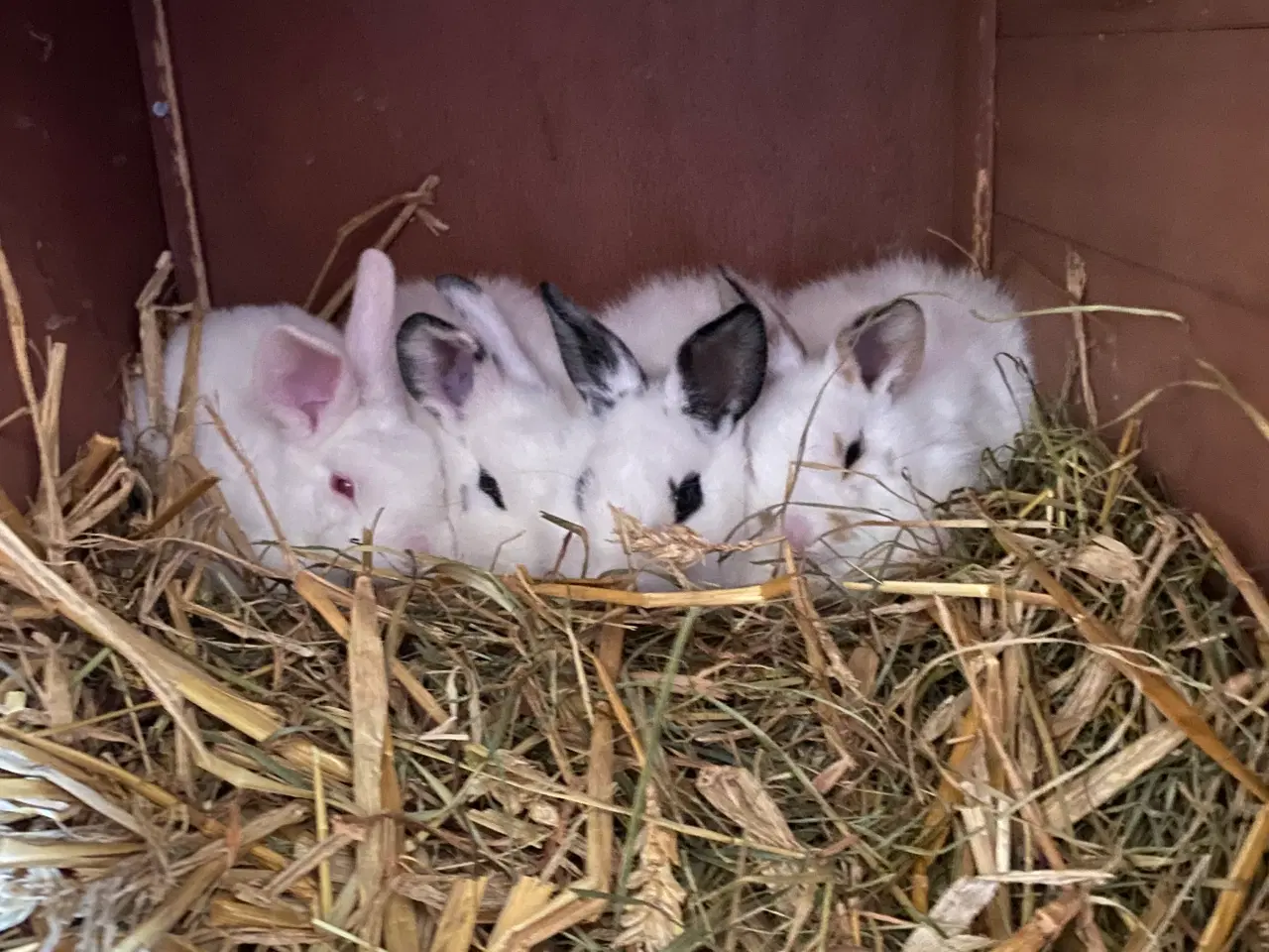 Billede 8 - Søde kaniner