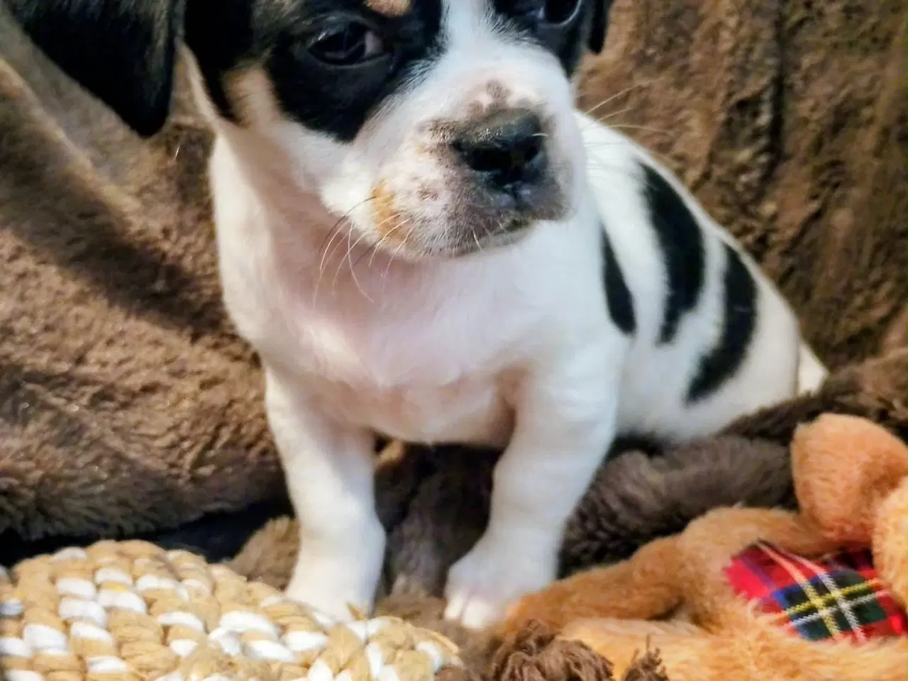 Billede 2 - Skønne 8 ugers små gadekryds