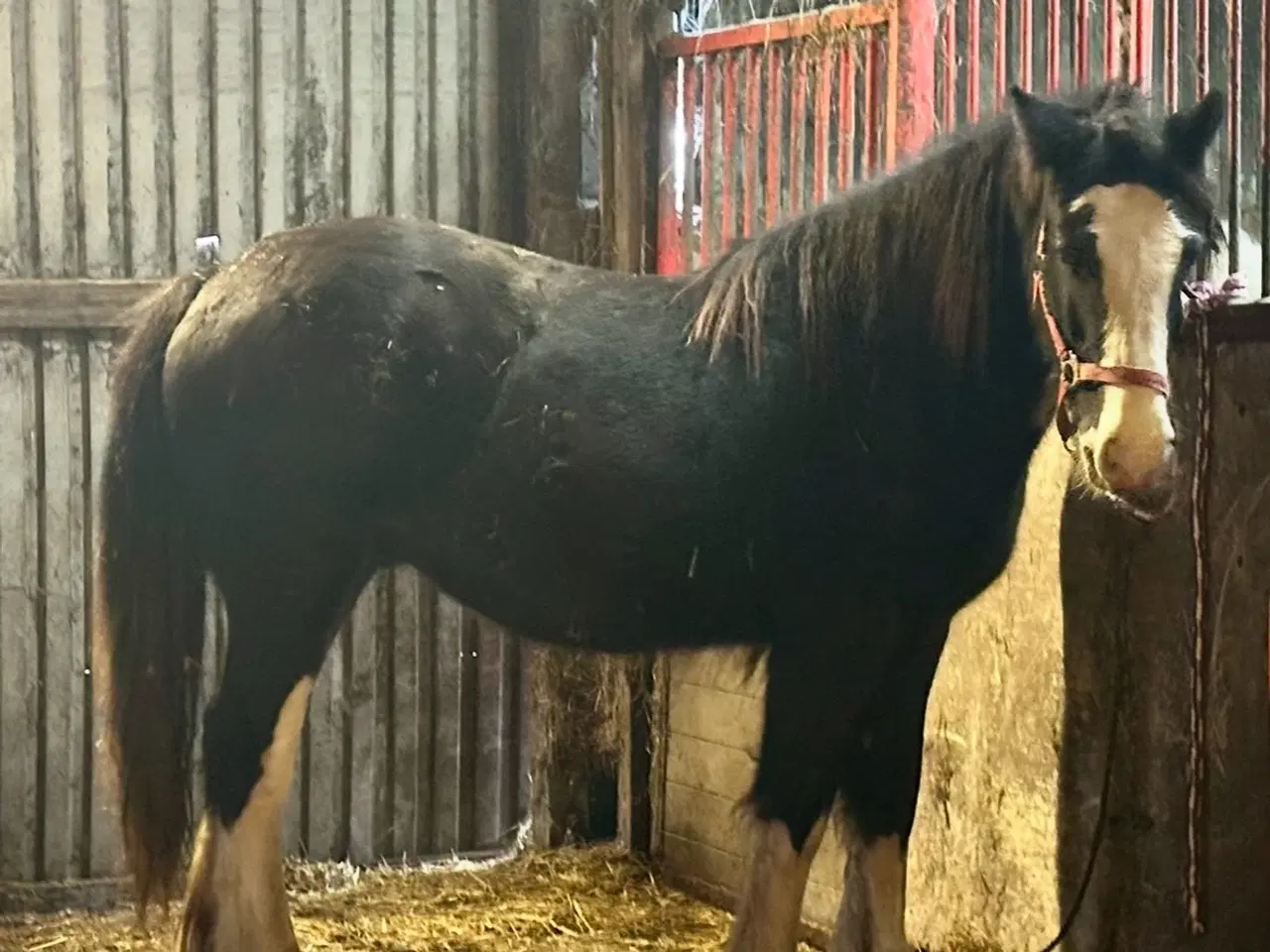 Billede 6 - Irish cob vallak 